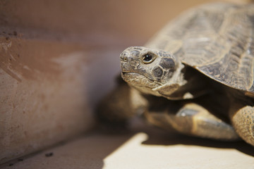 Fototapeta premium Close-up of tortoise