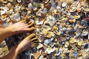 Sea shells on the seashore