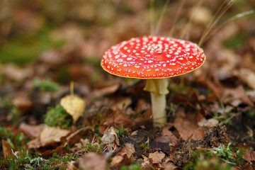 Amanita muscaria