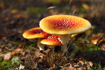Amanita muscaria