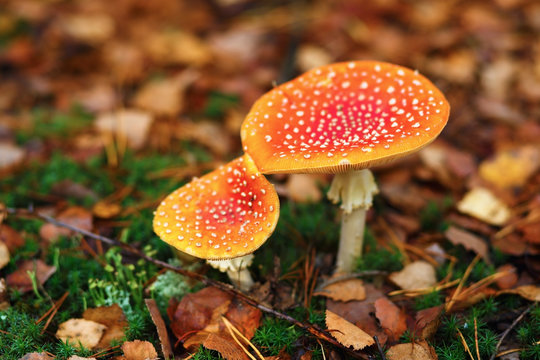 Two poisonous mushrooms