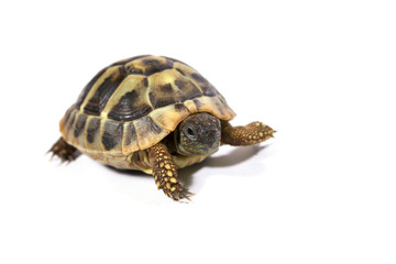 Tortoise