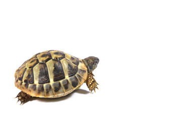 Obraz premium Tortoise
