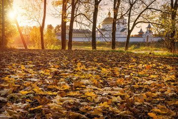 Ковер из желтых листьев Carpet of yellow lea