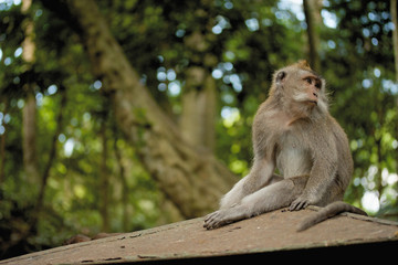 Naklejka na ściany i meble Monkey on Bali island