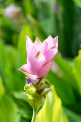 Pink Siam Tulip
