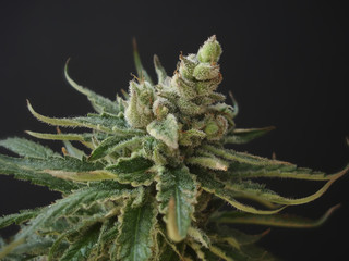 cannabis