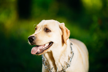 Funny White Labrador Retriever Dog Close Up Portrait On Green Gr