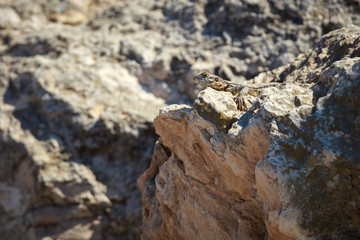 Stellio lizard on a warm stone