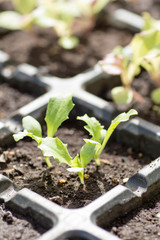 Lettuce seedling in cell tray