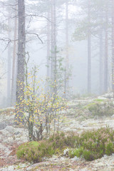 Misty forest landscape