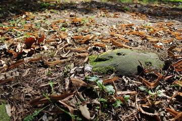 leaves dress autumn colors