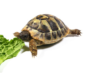 Naklejka premium Tortoise