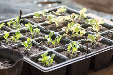 Lettuce seedling in cell tray