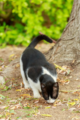 Black and white cat eats from a ground