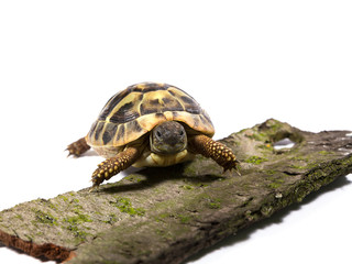 Tortoise