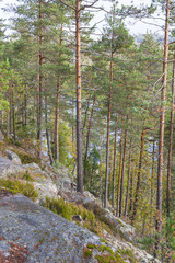 Forest on a cliff