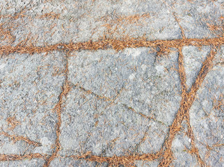 Autumn background of pine tree needles on a rock surface