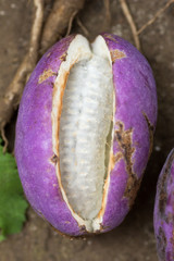 Akebia quinata also known as an Akebi