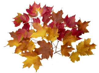 Bright maple leaf on a white background isolated