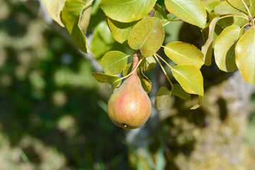 Small pear growing on tree
