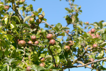 Apples growing on tree in summer