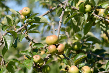 Apples growing on tree in summer