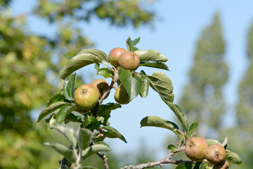 Apples growing on tree in summer