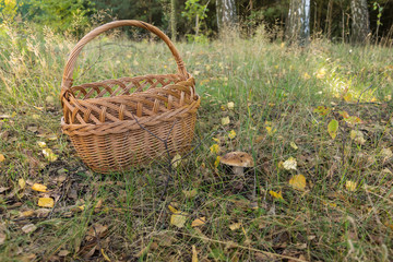 Grzybobranie © D'automne Dragon