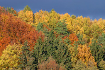 Złota polska jesień, kolorowy las