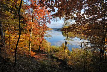 Fototapeta Złota polska jesień, lesisty brzeg jeziora Dębno obraz