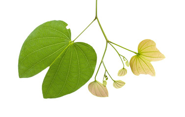 leaves of a tree on a white background.(Burma Padauk leaves)