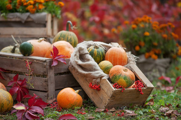 The multi-colored pumpkins lying on straw with a wooden box in a
