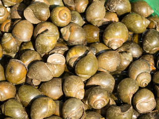 mussels