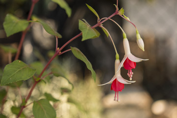 fuchsia flowers