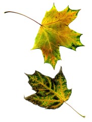 Detailed Fall Maple Leaf