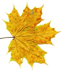 Fototapeta na wymiar Detailed Fall Maple Leaf