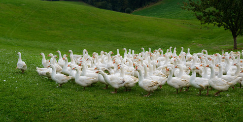 Freilandgänse im Mühlviertel © fotofrank