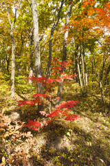 Fototapeta premium Autumn wood