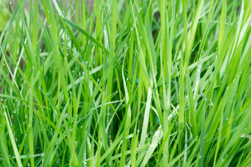 Spring Morning Grass