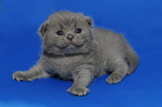 Kitten is newborn, suckling. Baby kitten, a Little tender kitten with newly opened eyes, British blue kitten, Pets, a very small kitten on a blue background, a cute adorable kitten, Scottish straight.