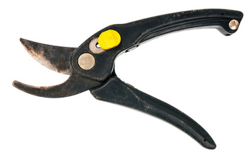 An old garden scissors