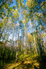 Beautiful autumn forest