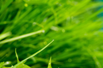 Spring Morning Grass