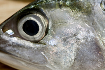 Fish Eye Close-Up  with shallow DOF
