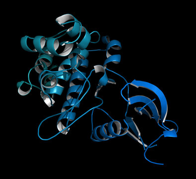 Janus Kinase 1 Protein. Part Of JAK-STAT Signalling Pathway.