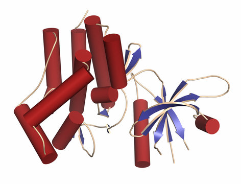 Janus Kinase 1 Protein. Part Of JAK-STAT Signalling Pathway.