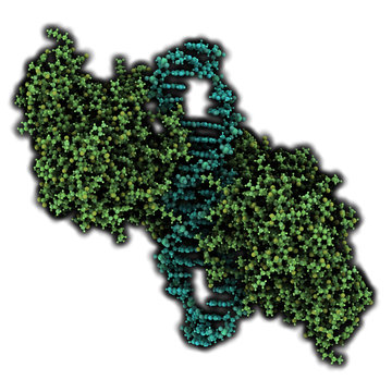NF-kB (nuclear factor kappa-light-chain-enhancer of activated B