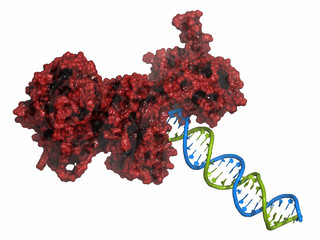 Proteína- ADN