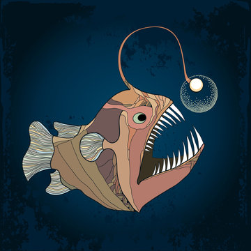 Angler fish or monkfish with lantern on the textured dark background. Lophius piscatorius.